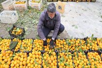 ذخیره سازی 75 هزار تن مرکبات برای شب عید