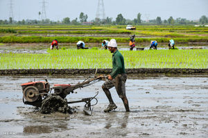 توزیع 2.5 میلیون لیتر سوخت بین کشاورزان نوشهری