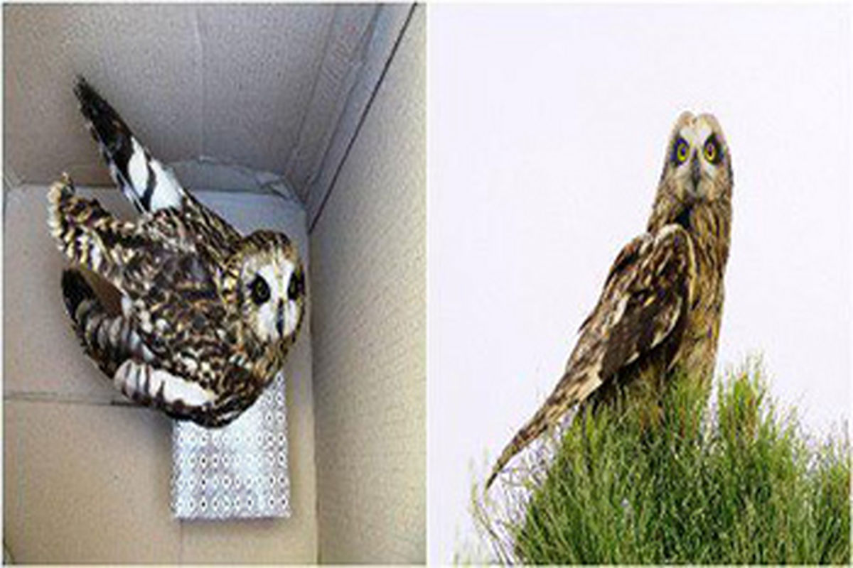 اصفهان- جغد تالابی