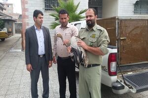 تحویل یک قطعه درنای خاکستری به اداره حفاظت محیط شهرستان رودسر جهت تیمار 