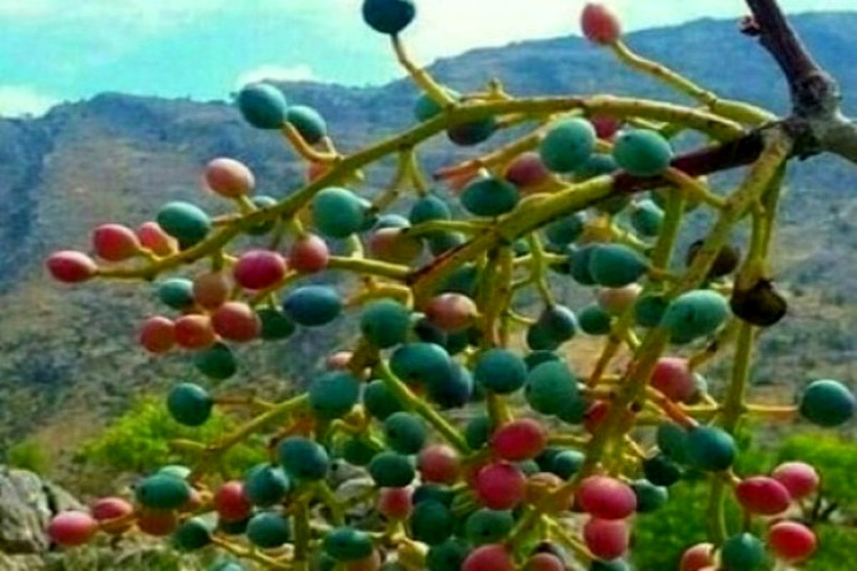 بنه