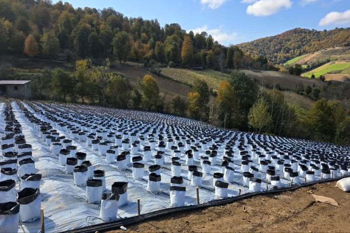 مزرعه بلوبری در ساری