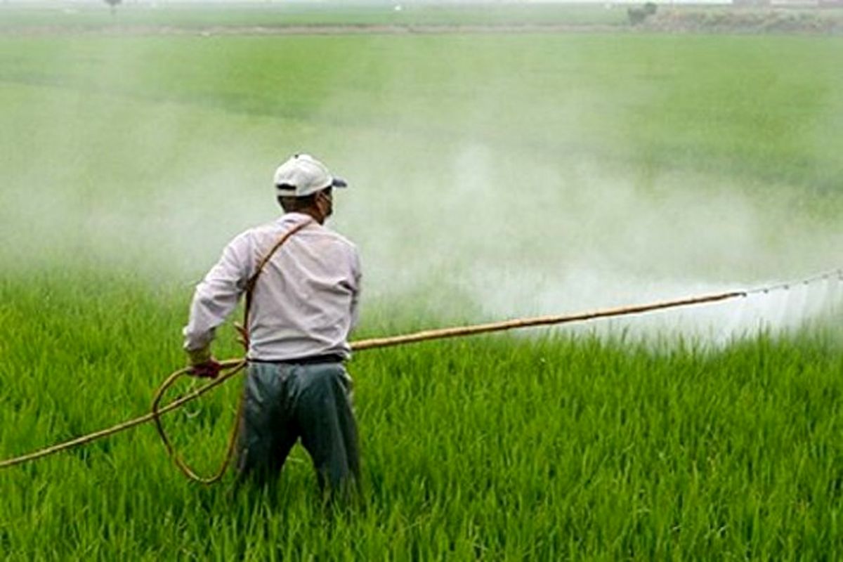 سم‌پاشی گسترده مزارع گندم و جو کرمانشاه 