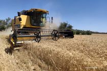 آغاز برداشت گندم از گندمزارهای شهرستان بمپور 