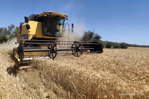 آغاز برداشت گندم از گندمزارهای شهرستان بمپور 