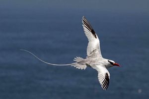 ثبت دوباره «نوک سرخ دریایی» پس از چند دهه در بندرعباس