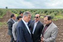 بازدید معاون امور باغبانی وزارت جهاد کشاورزی از شهرک گلخانه‌ای ۱۶۰۰ هکتاری مغان