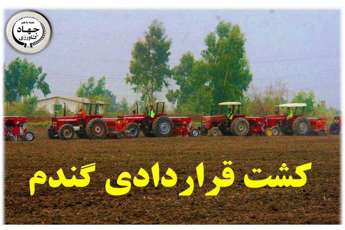 کشت قراردادی گندم