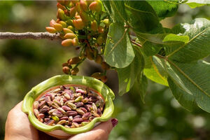 خوشاب، قطب‌ بزرگ تولید محصول پسته در خراسان رضوی 