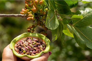 خوشاب، قطب‌ بزرگ تولید محصول پسته در خراسان رضوی 