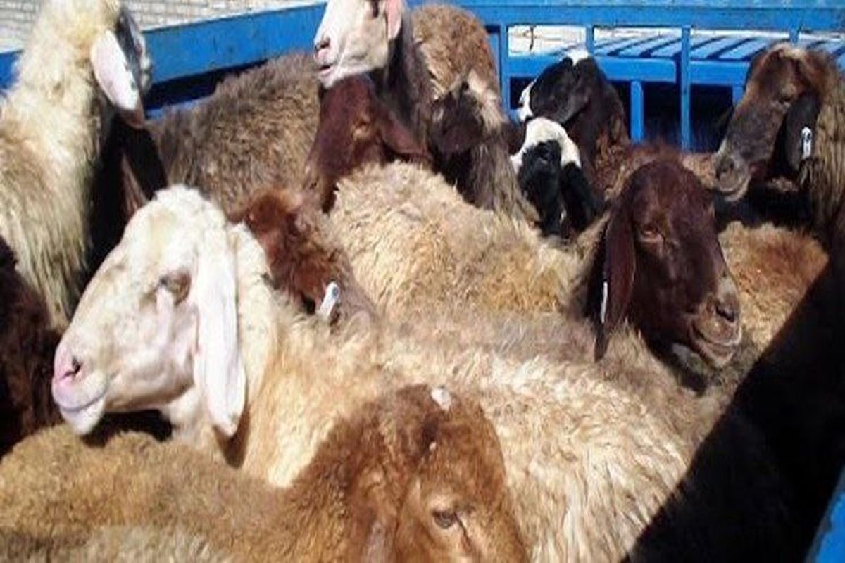 قاچاق احشام