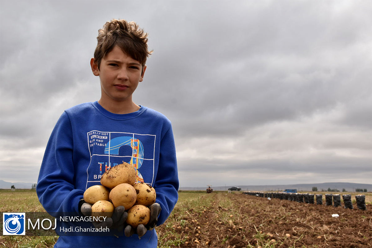 آغاز برداشت سیب زمینی در اردبیل
