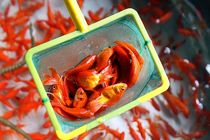 فروش ماهی قرمز ویژه عید نوروز در شهر تهران ممنوع شود