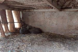 زنده‌گیری یک خرس قهوه‌ای در پارک ملی کیاسر