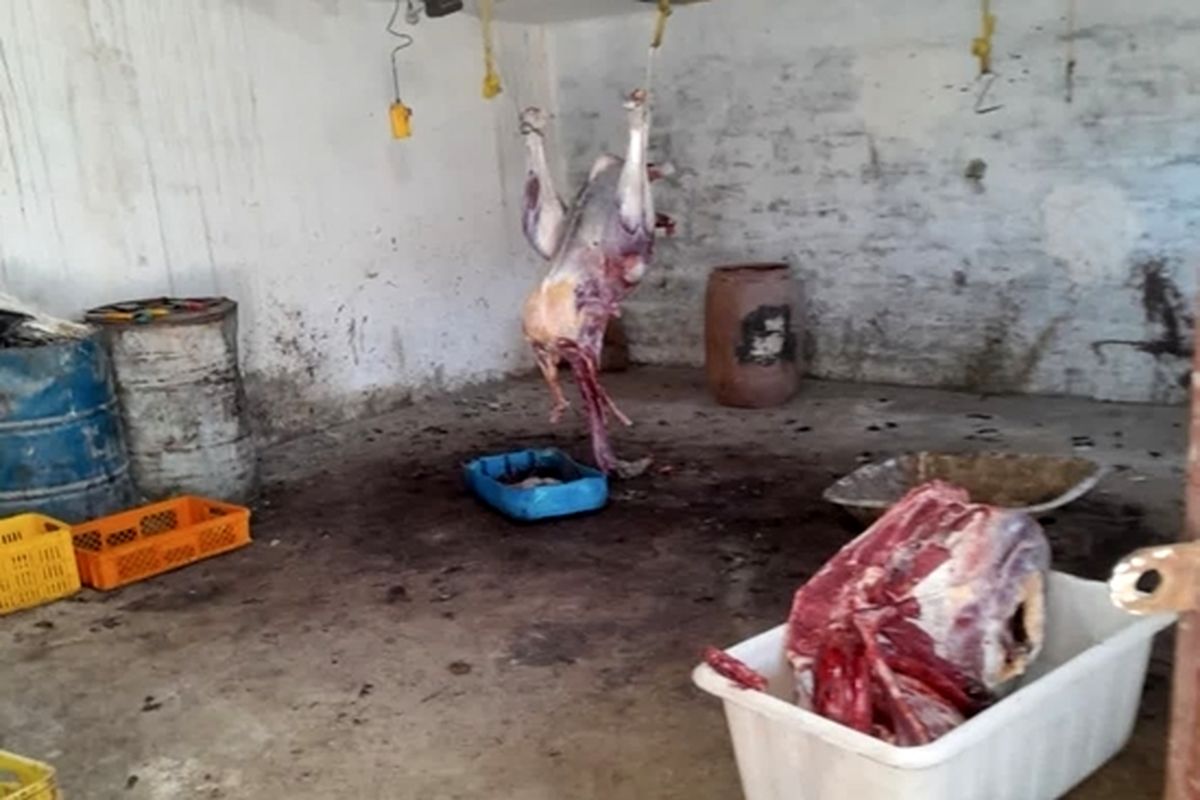 کشتارگاه غیرمجاز