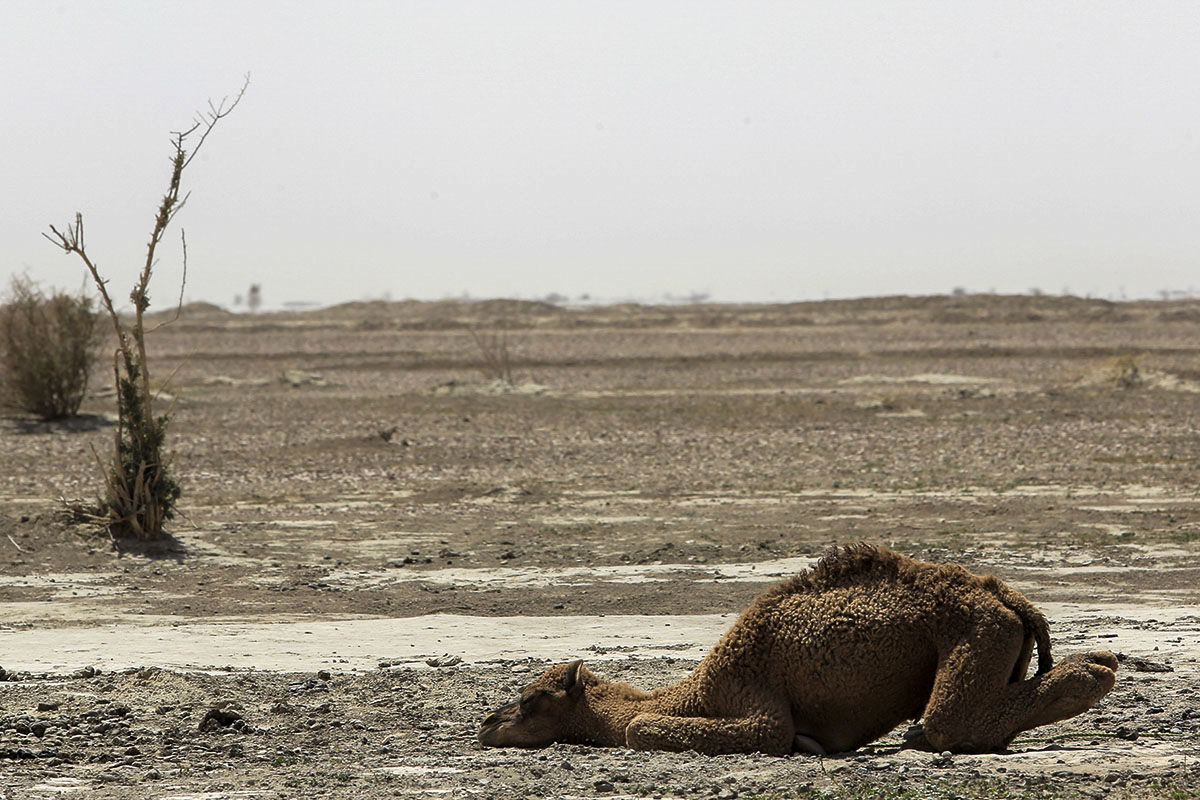 تلف شدن دام در باتلاق جازموریان