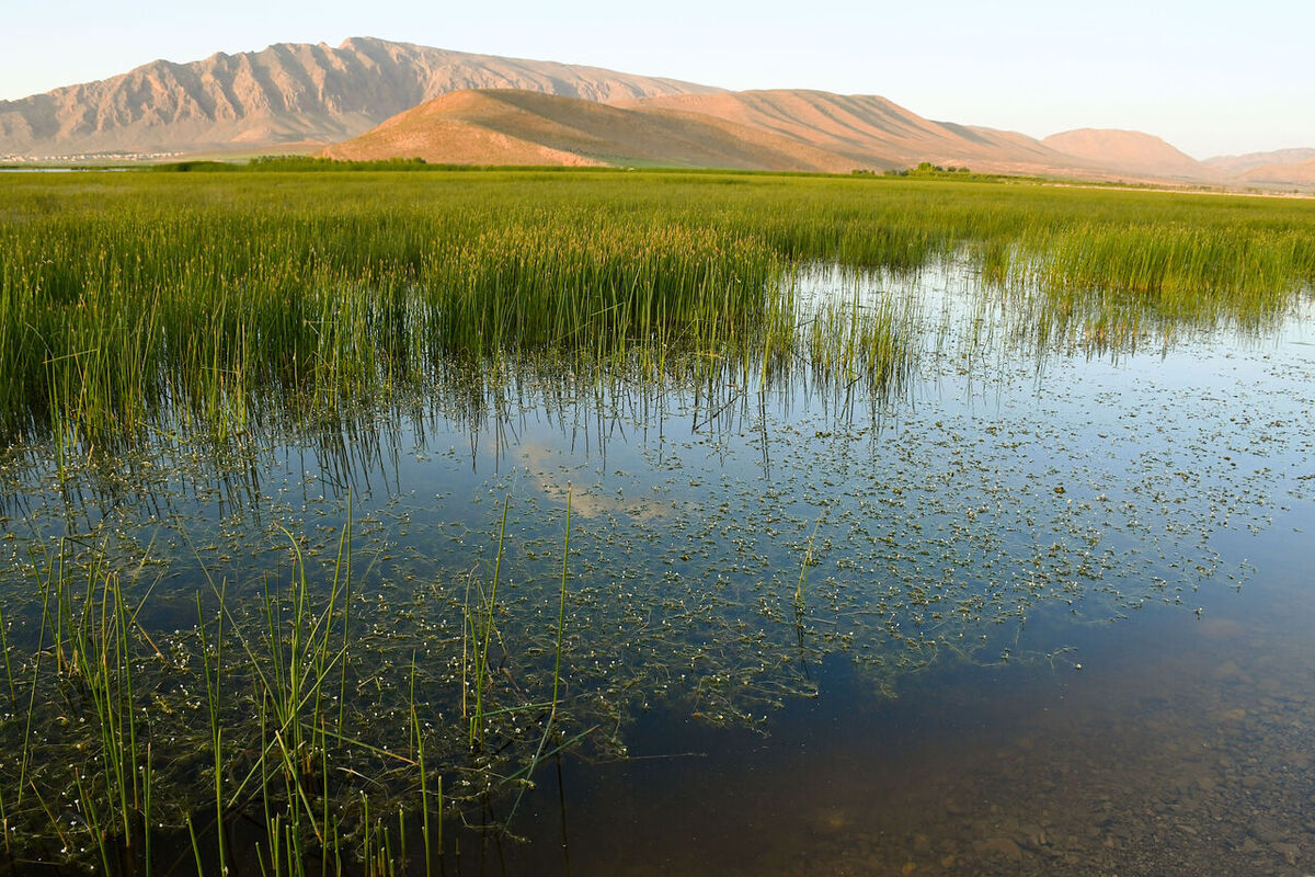 تالاب گندمان