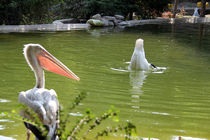 آیا باغ پرندگان تهران موفق بوده است؟