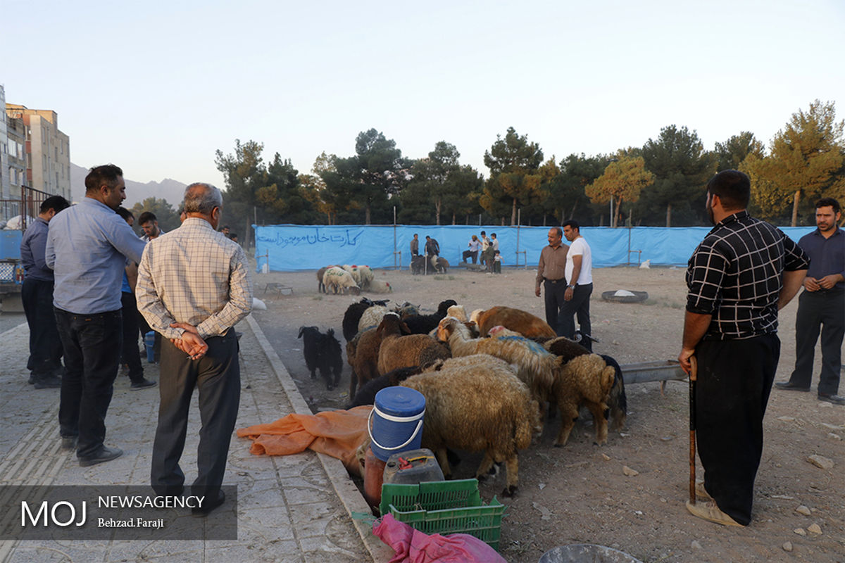 محل عرضه دام در کرمانشاه