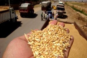 بیش از ۲۵ تن گندم قاچاق در نوار مرزی پارس‌آباد کشف شد