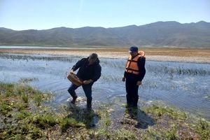 احیای دریاچه نئور با بازگشت گاماروس‌ها نویدبخش است
