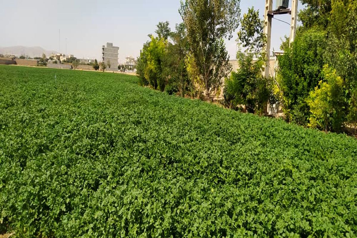 کشت سیب زمینی