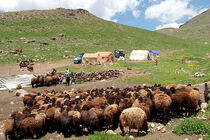 عدم دسترسی ۳۰ درصد از عشایر خراسان رضوی به شبکه آب دائم