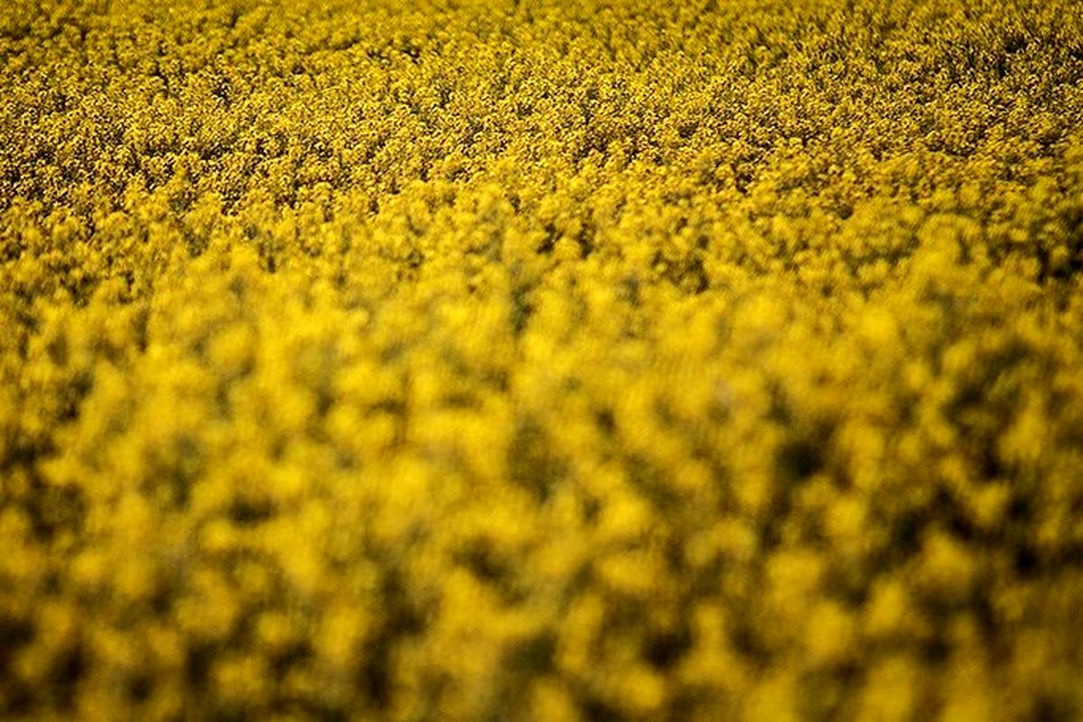 ۳۲۰ تن بذر کلزا بین کشاورزان استان گلستان 