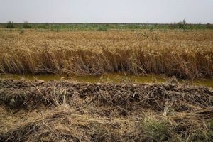 بارندگی به اراضی کشاورزی ۷ شهر خوزستان خسارت زد