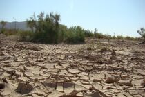 عملیات بیابان زدایی ۲۰هزار هکتار اراضی بیابانی تهران