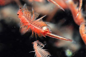 پرورش «آرتمیا» در بندر رحمانلو جان دوباره به دریاچه ارومیه می‌دهد