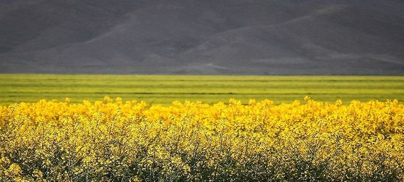 سهم شبکه تعاونیها در تولید بذر کشور چقدر است؟