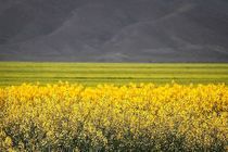 سهم شبکه تعاونی‌ها در تولید بذر کشور چقدر است؟