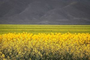 مشکل کمبود بذر کشاورزان در استان گلستان برطرف می‌شود