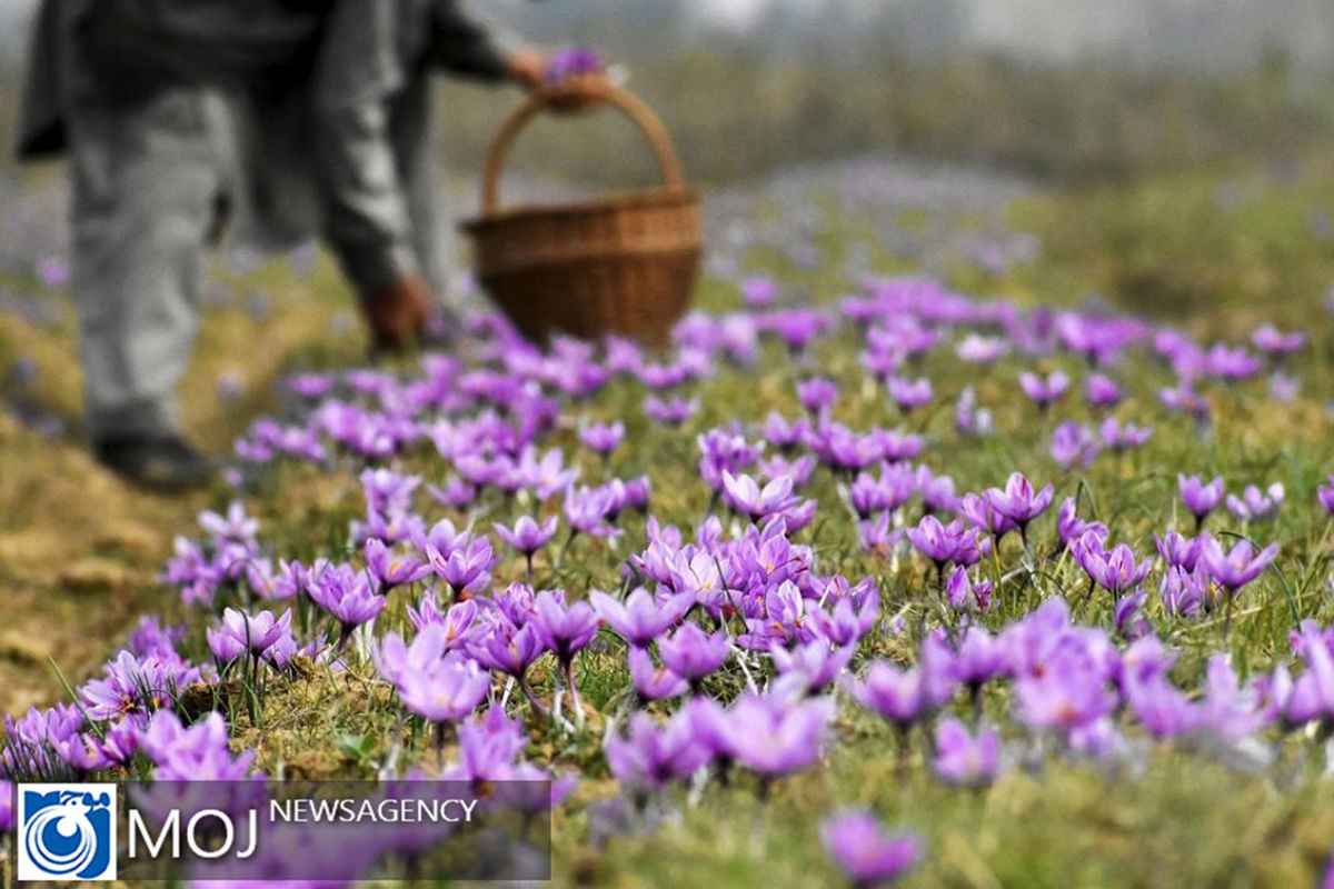 فصل برداشت زعفران در هند