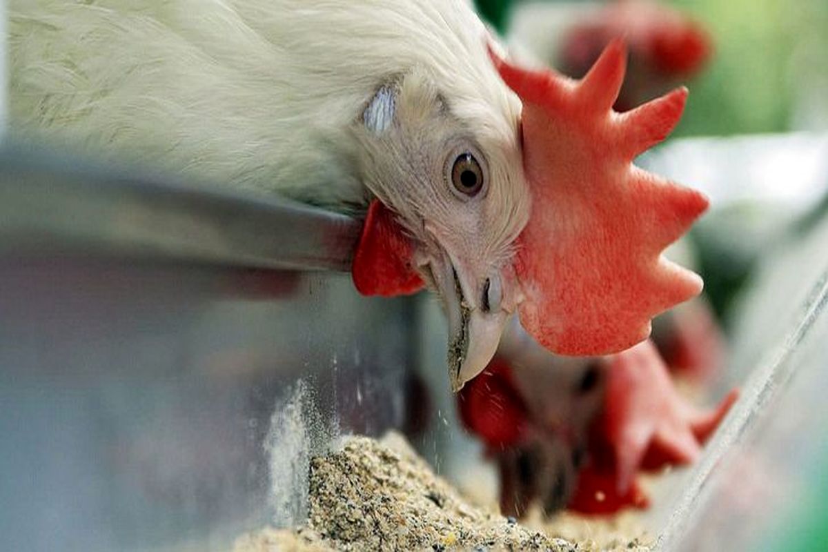 دیرکرد تحویل نهاده‌های دولتی