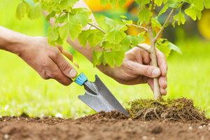 کمپین درختکاری و توسعه فضای سبز فارس تشکیل می شود