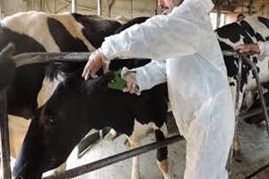 125 فقره پروانه دامداری کوچک روستایی در تنکابن صادر شد