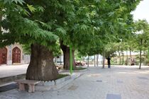 جای‌گیری ۳ درخت و یک غار در سپیدان در فهرست ملی میراث طبیعی 