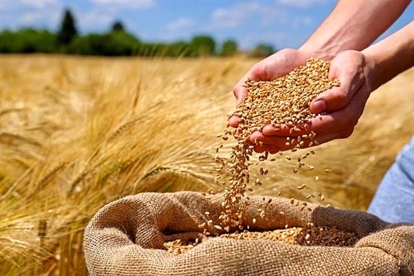 واریز 11 هزار میلیارد تومان به حساب 23 هزار گندم‌کار با عاملیت بانک کشاورزی