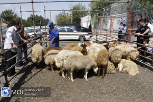 کاهش شیوع بیماری های دام و طیور در ایران/ایران می تواند در تولید بذر هاب منطقه باشد