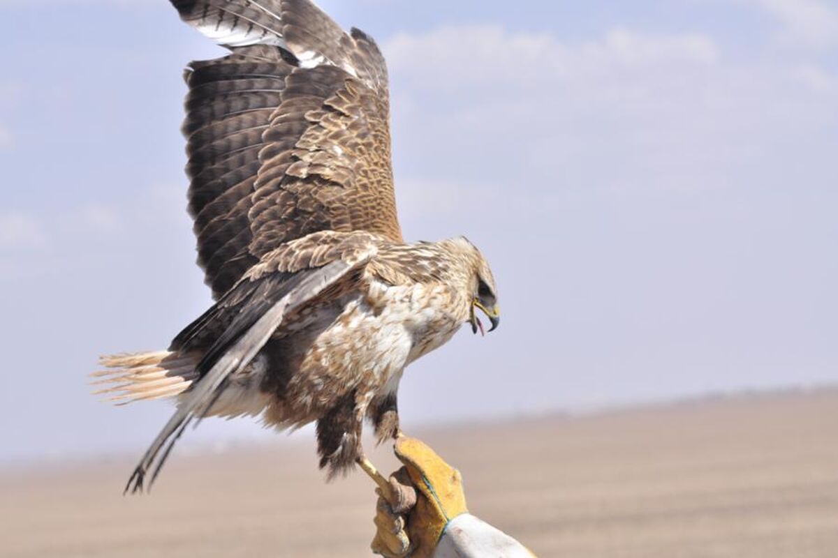 پرندگان شکاری