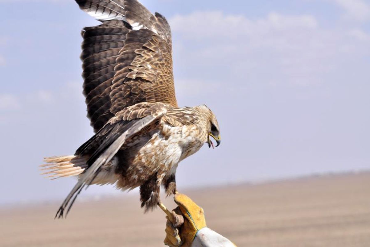 پرندگان شکاری