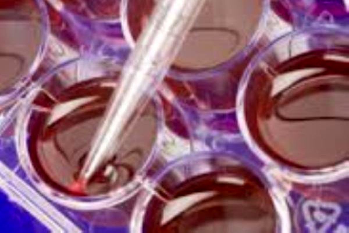 سلول‌های بنیادی