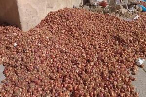 عدم استفاده کشاورزان شهرستان مرزی درگز از ظرفیت صادرات این منطقه