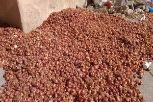 عدم استفاده کشاورزان شهرستان مرزی درگز از ظرفیت صادرات این منطقه