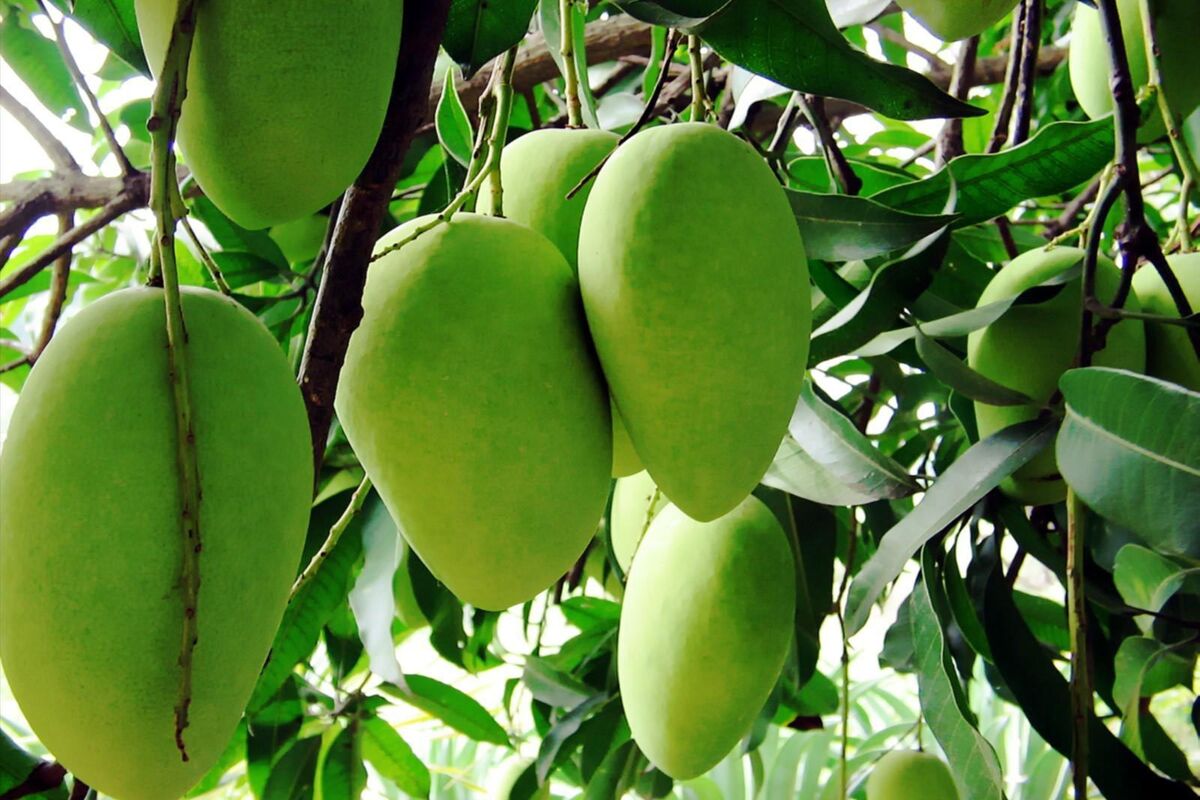 انبه