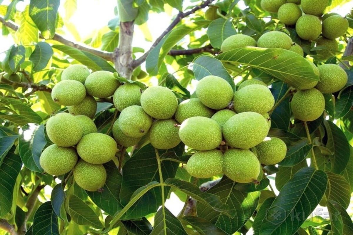 گردو
