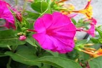 دومین جشنواره گل لاله عباسی در اصفهان برگزار می‌شود