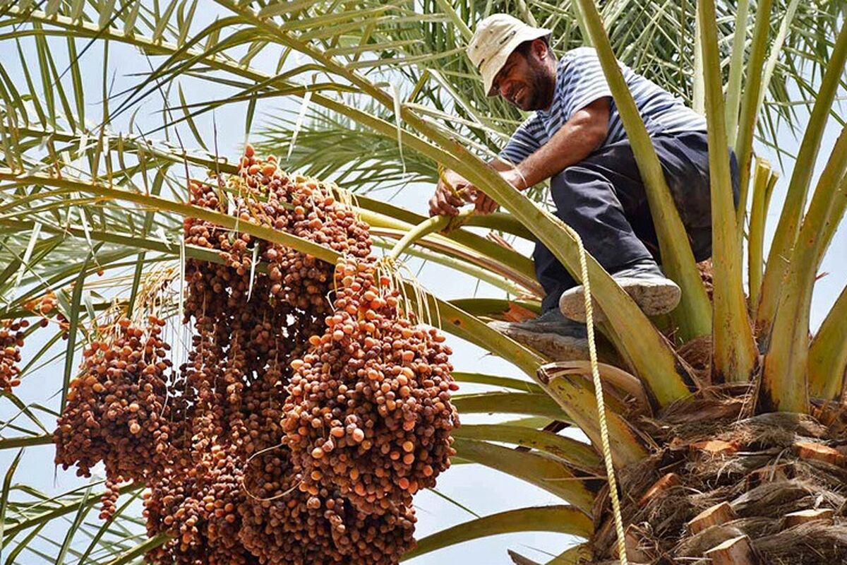 برداشت خرما